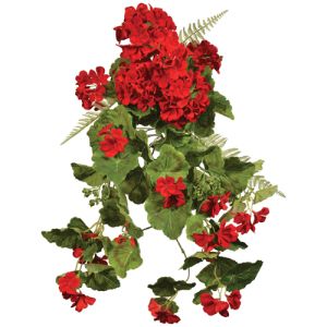 Premium Hanging Geranium Bush x18, 22