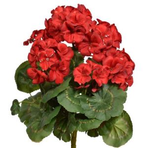 Value Geranium Bush x7, 12