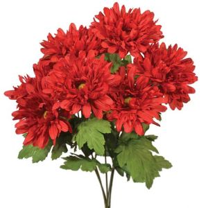 Gerbera Daisy Bush x7, 17