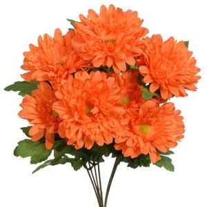 Gerbera Daisy Bush x7, 17