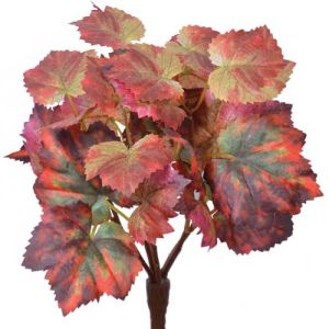 Grape Leaf Bush x5, 11