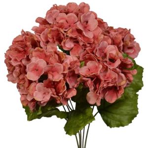 Hydrangea Bush x5, 17