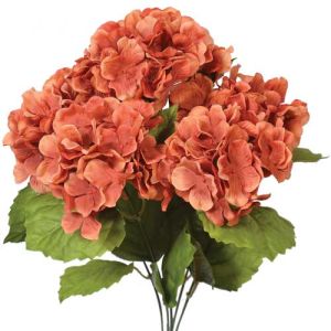 Hydrangea Bush x5, 17