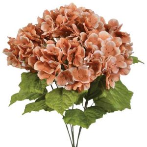 Hydrangea Bush x5, 17