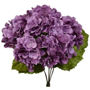 Hydrangea Bush x5, 17