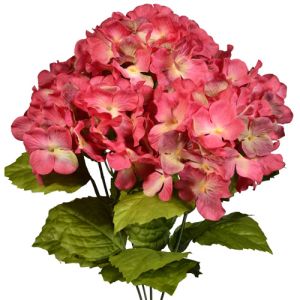 Hydrangea Bush x5, 17