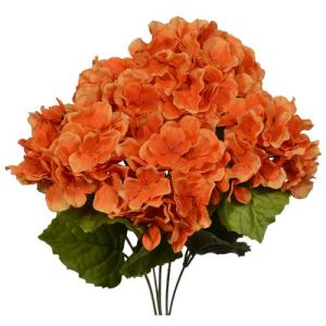 Hydrangea Bush x5, 17