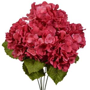Hydrangea Bush x5, 17