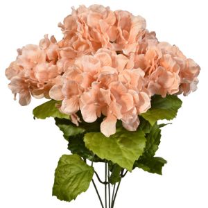 Hydrangea Bush x5, 17