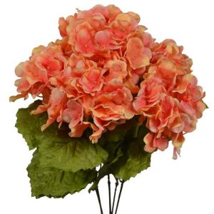 Hydrangea Bush x5, 17