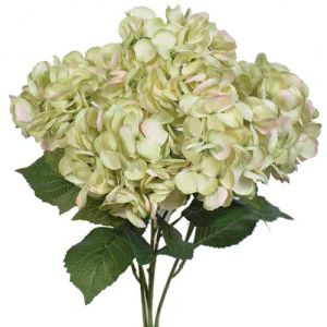 Premium Hydrangea Bush x5, 23