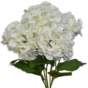 Premium Hydrangea Bush x5, 23