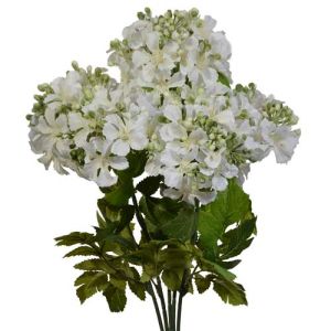 Wild Hydrangea Bush x5, 21