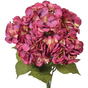 PWH3288- Our hydrangea bush is 23