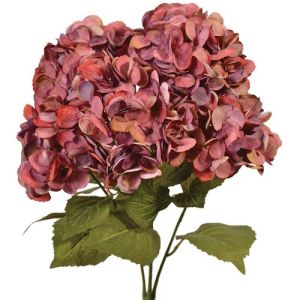 Premium Hydrangea Bush x5, 23