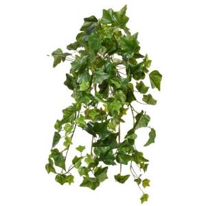 Hedera Ivy Bush x13, 22