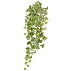Hedera Ivy Bush x13, 22