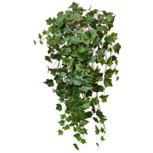 Hedera Ivy Bush x21, 32
