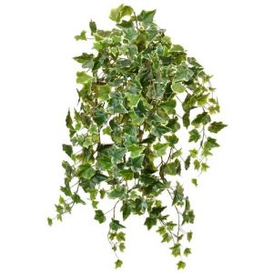 Hedera Ivy Bush x21, 32