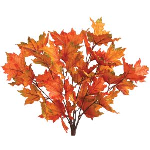 Maple Bush x7, 20
