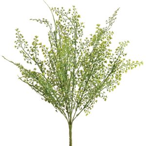 Maidenhair Fern Bush x9, 19.5