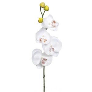 Phalaenopsis Orchid Stem 18