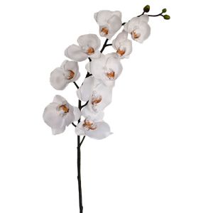 Phalaenopsis Orchid Stem 31.5
