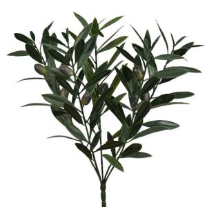 Olive Bush x5, 17