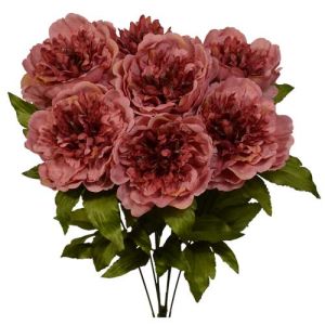 Peony Bush x7, 19