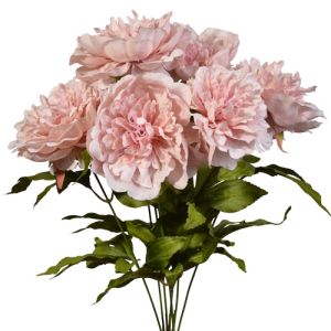 Peony Bush x7, 19