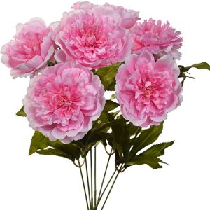 Peony Bush x7, 19