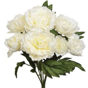 Peony Bush x7, 20
