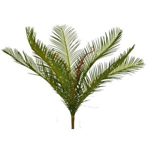 Palm Bush x7, 20