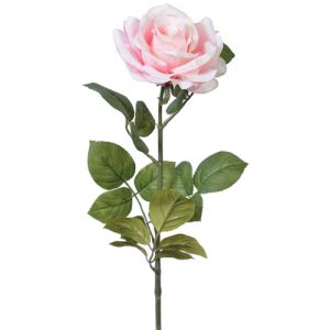 Premium Open Rose Stem 30