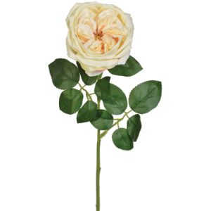 Premium English Rose Stem 21