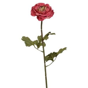 Ranunculus Stem 22.5