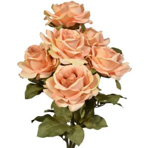 Premium Open Rose Bush x6, 20