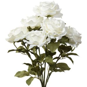 Premium Open Rose Bush x6, 20