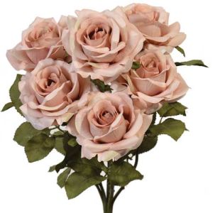 Premium Open Rose Bush x6, 20