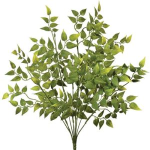 Ruscus Bush x9, 20