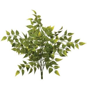 Ruscus Bush x6, 12