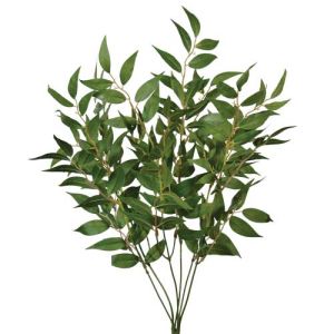 Italian Ruscus Bush x6, 22