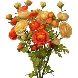 Ranunculus Bush x7, 18