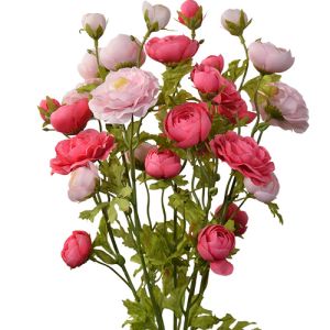 Ranunculus Bush x7, 18