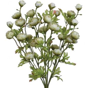 Mini Ranunculus Bush x7, 18