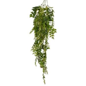 Hanging Butcher's Broom (Ruscus) & Pea Pod Bush x4, 38