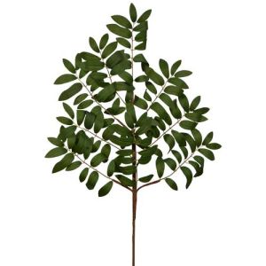 Ruscus Spray 28