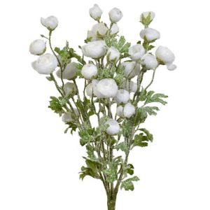 Snowy Ranunculus Bush x7, 18