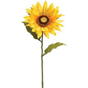 Sunflower Stem 23