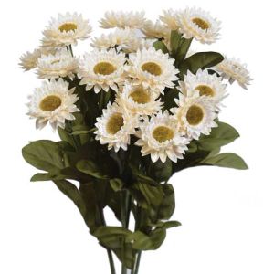 Strawflower Bush x7, 15.5